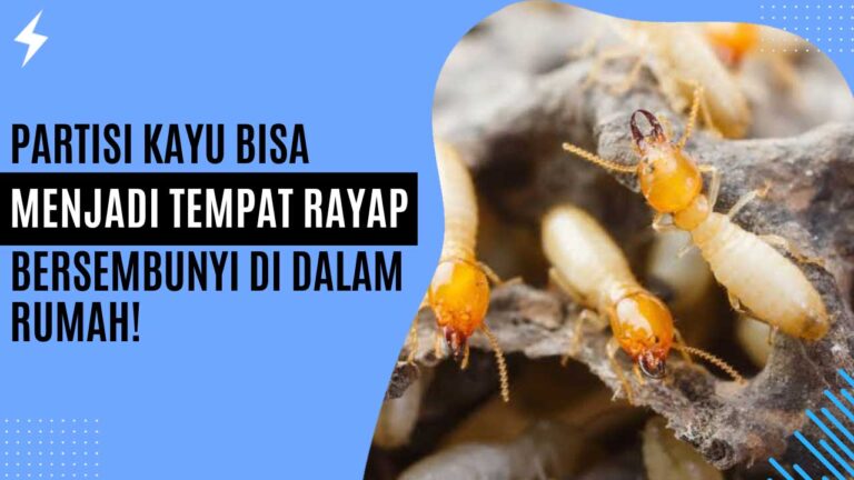 Partisi Kayu Bisa Menjadi Tempat Rayap Bersembunyi di Dalam Rumah